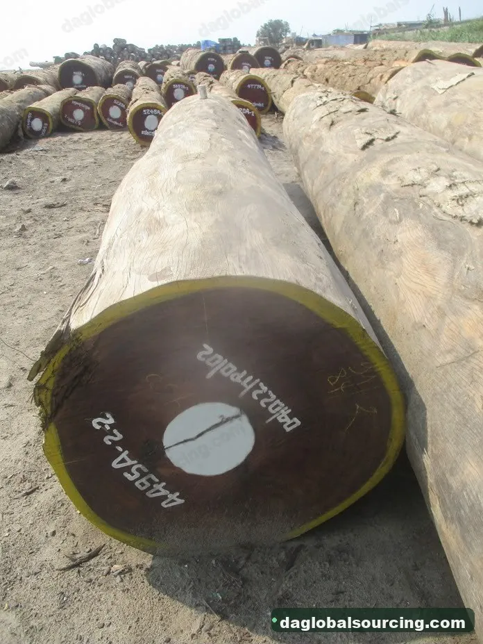 Aformosia logs from Congo — goods a Vietnam buyer wants