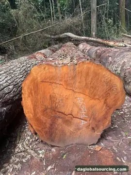 Buying Mukulungu Logs From Cameroon - Long Term Order