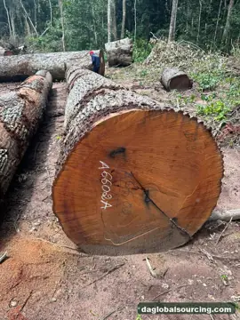 Buying Mukulungu Logs From Central African Republic - Long Term Order