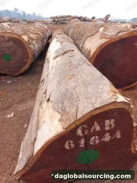 Padouk from Congo — real goods photo 2