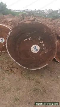 Buying Tali (Ironwood) Logs From Cameroon - Long Term Order
