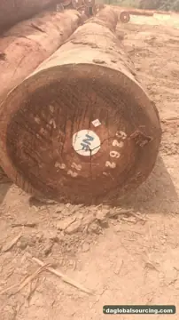 Buying Tali (Ironwood) Logs From Central African Republic - Long Term Order