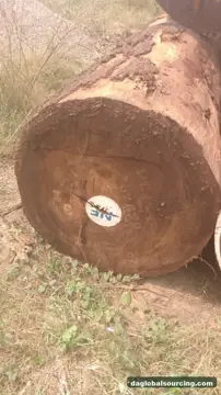 Tali (Ironwood) from Central African Republic — real goods photo 2