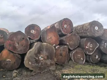Buying Tali (Ironwood) Logs From Congo - Long Term Order