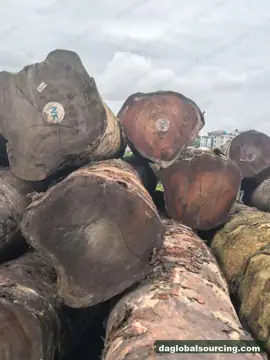 Tali (Ironwood) from Cameroon — real goods photo 2