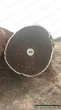Central African Republic Tali (Ironwood) Logs Needed By Vietnam Importer