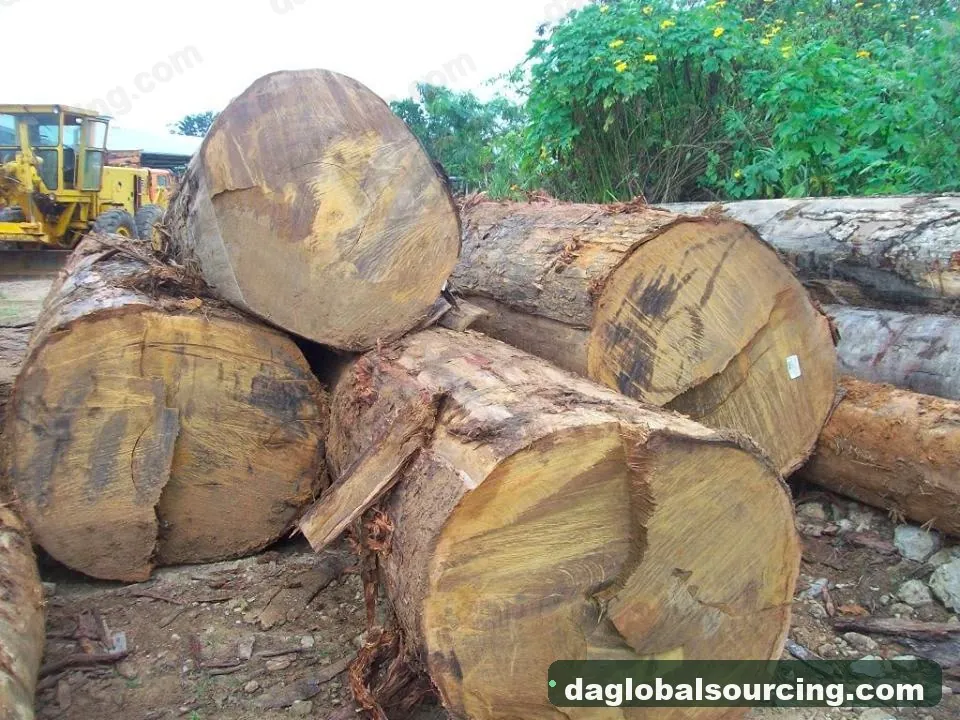 Bilinga logs from Congo — goods a Vietnam buyer wants