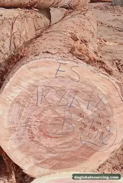 Congo Essia (Abale) Logs Needed By Vietnam Importer