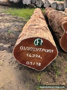 Congo Tali (Ironwood) Logs Needed By Vietnam Importer