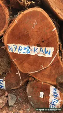 Cow from Guyana — real goods photo 2
