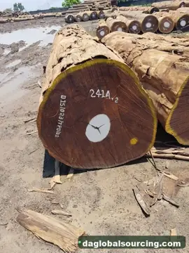 Import Afrormosia (Assamela) Logs From Congo - Vietnam Buyer