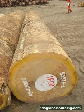 Import Bilinga Logs From Central African Republic - Vietnam Buyer