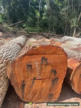 Mukulungu from Cameroon — real goods photo 2