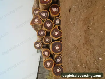 Import Padouk Logs From Congo - Vietnam Buyer