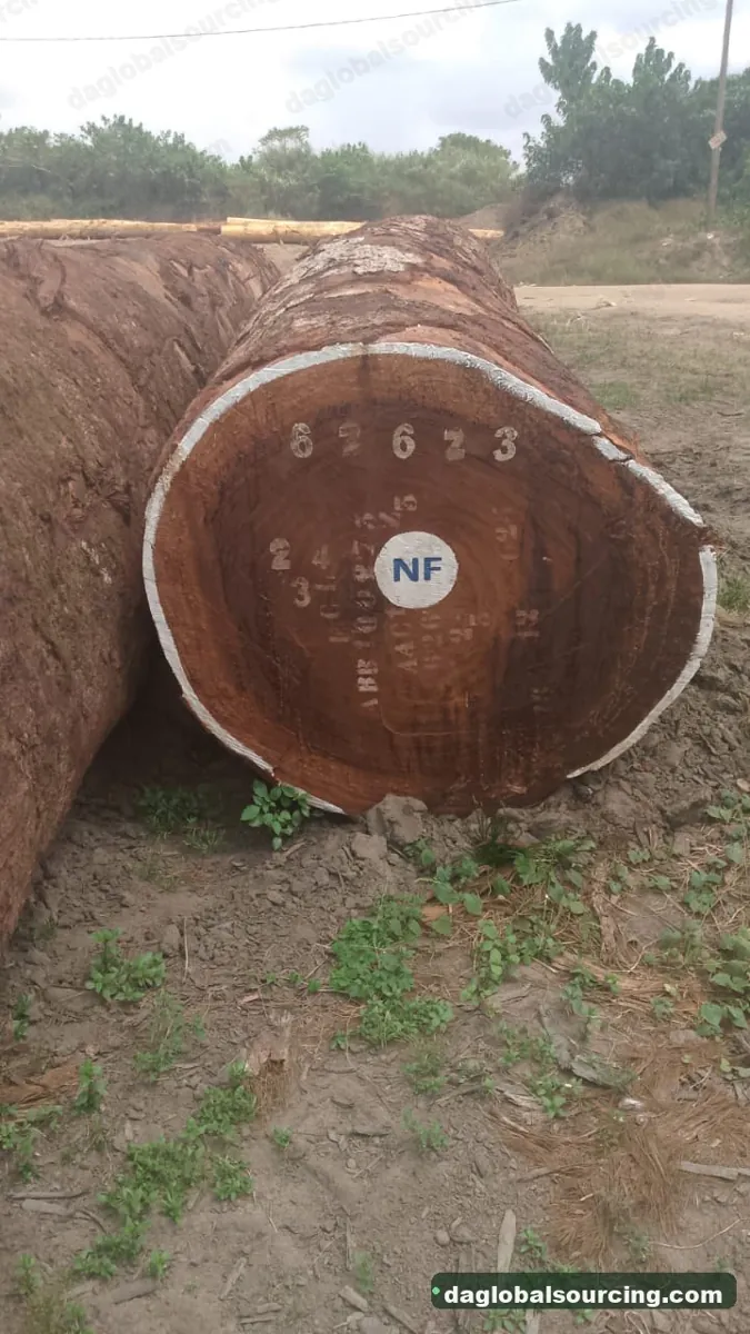 Tali (Ironwood) logs from Central African Republic — goods a Vietnam buyer wants