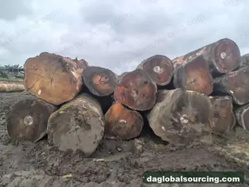 Tali (Ironwood) from Central African Republic — real goods photo 2