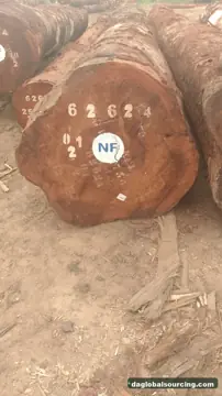 Import Tali (Ironwood) Logs From Congo - Vietnam Buyer