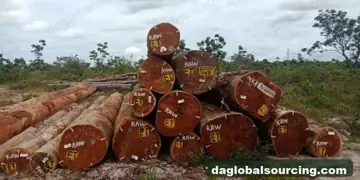 Kaw from Suriname — real goods photo 2