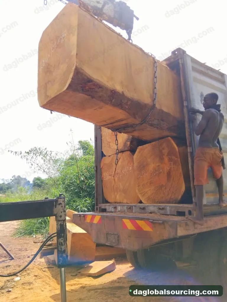 Bilinga timber from Congo — goods a Vietnam buyer wants