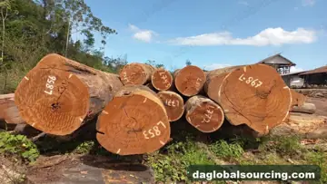 Kaw from Suriname — real goods photo 3