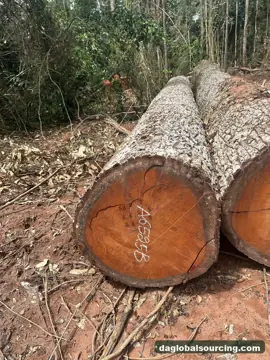 Looking For Mukulungu Suppliers In Central African Republic