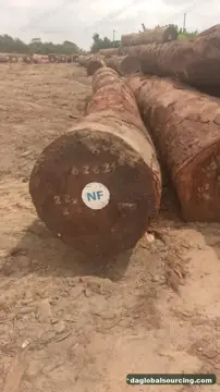 Tali (Ironwood) from Congo — real goods photo 2