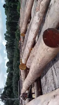 Vietnam Buyer Needs Darina Logs From Guyana