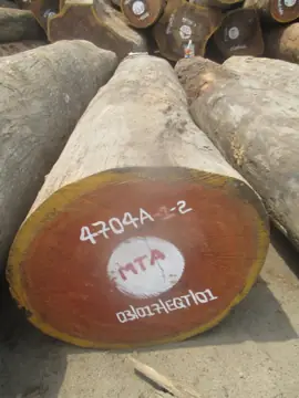 Doussie Logs From Cameroon - Vietnam Buyer Wanted