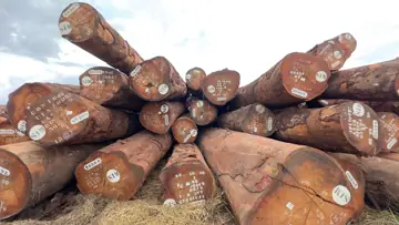 Vietnam Buyer Needs Okan Logs From Cameroon