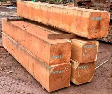Vietnam Company Buys Pachyloba Squared Timber From Cameroon