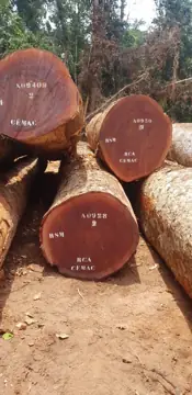 Sapelli Logs From Central Africa - Vietnam Buyer Wanted