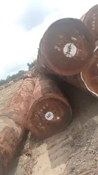 Vietnam Company Buys Tali Logs From Cameroon