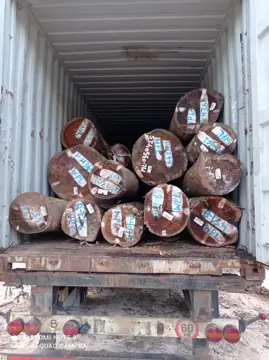 We Need WPL (Witte Pinto Locus) Logs Supplier In Suriname