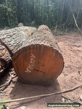 Mukulungu Logs From Congo - Vietnam Buyer Wanted