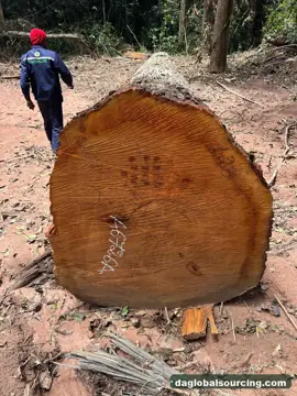 Mukulungu Logs Wanted - Vietnam Monthly Buyer — Cameroon