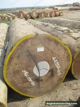 Need Afrormosia (Assamela) Logs From Congo - Monthly Order