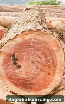 Need Essia (Abale) Logs From Central African Republic - Monthly Order
