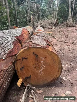 Need Mukulungu Logs From Cameroon - Monthly Order
