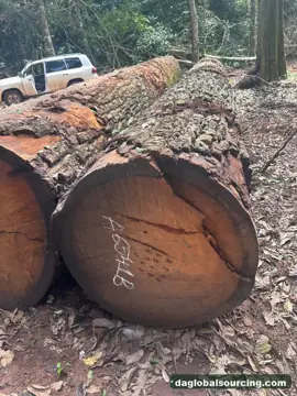 Need Mukulungu Logs From Central African Republic - Monthly Order
