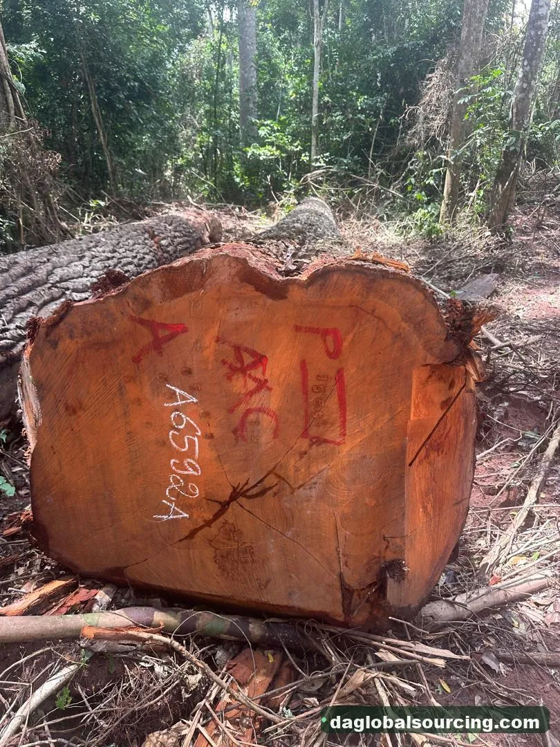 Mukulungu logs from Congo — goods a Vietnam buyer wants