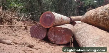 Sapelli (Sapele) from Central African Republic — real goods photo 2