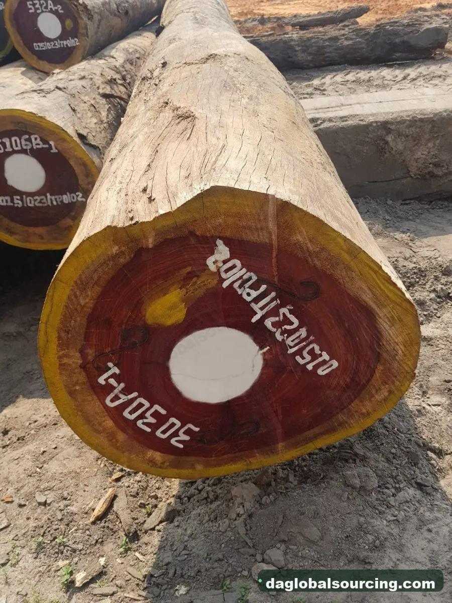 Padouk logs from Congo — goods a Vietnam buyer wants