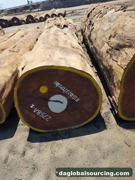 Aformosia logs from Congo — goods a Vietnam buyer wants