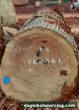 Purchase Essia (Abale) Logs From Central African Republic Every Month