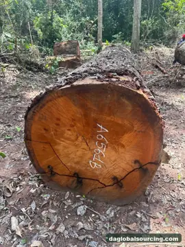 Purchase Mukulungu Logs From Cameroon Every Month