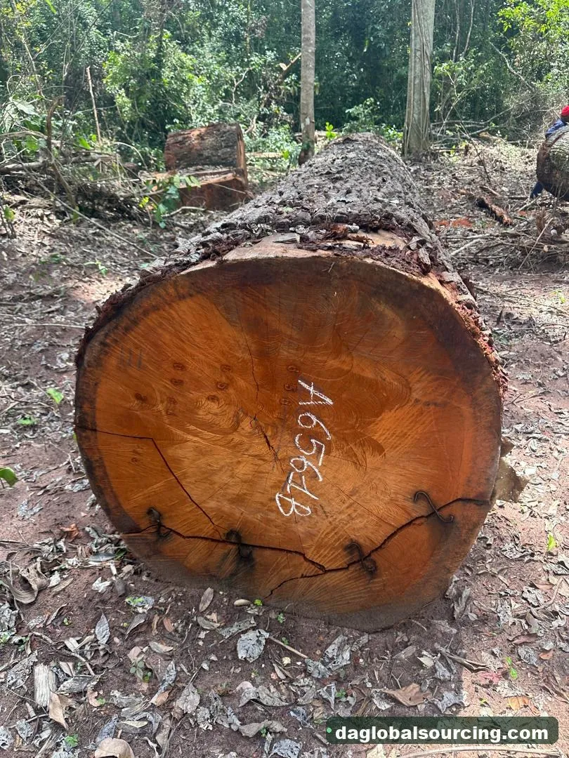 Mukulungu logs from Cameroon — goods a Vietnam buyer wants