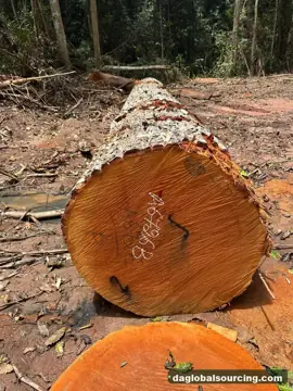 Purchase Mukulungu Logs From Central African Republic Every Month