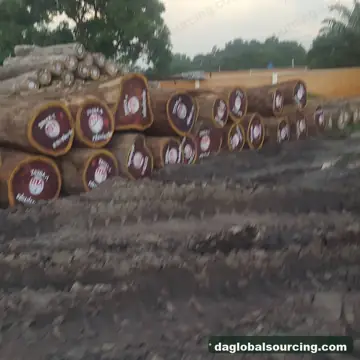 Padouk from Congo — real goods photo 2
