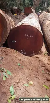 Purchase Sapelli (Sapele) Logs From Central African Republic Every Month