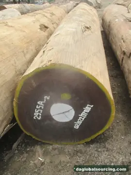 Regular Buyer Of Afrormosia (Assamela) Logs From Congo